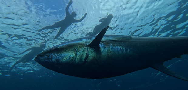 'L’autenticitat rau en trobar la nostra essència i diferència'